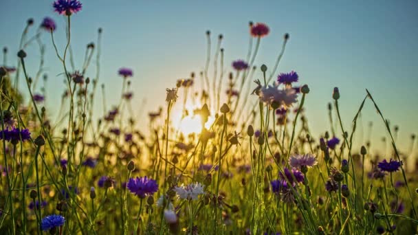 Cornflowers Meadow Backlit Golden Hour Close Timelapse — Vídeo de Stock