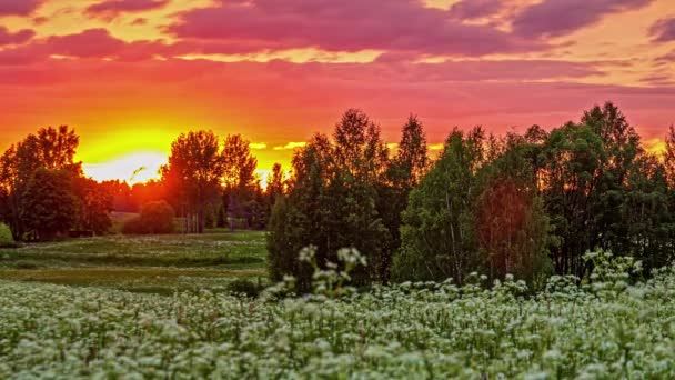 Beautiful Sunset White Flowers Field Timelapse — Wideo stockowe