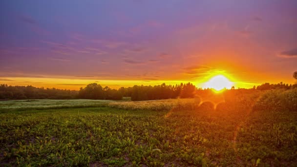 Static Shot Sun Setting White Flowers Field Timelapse Forest Background — Wideo stockowe