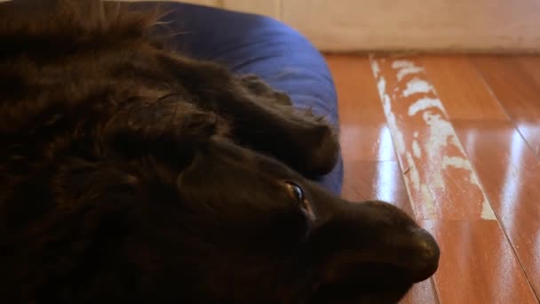 Zwarte Hond Die Uit Bed Stapt Zijn Vacht Eraf Schudt — Stockvideo