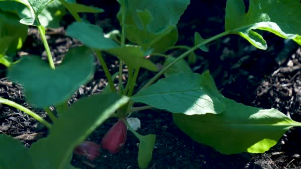 Rzodkiewki Rosnące Ogrodzie Wiatrem Wiejącym Zielonych Liściach — Wideo stockowe