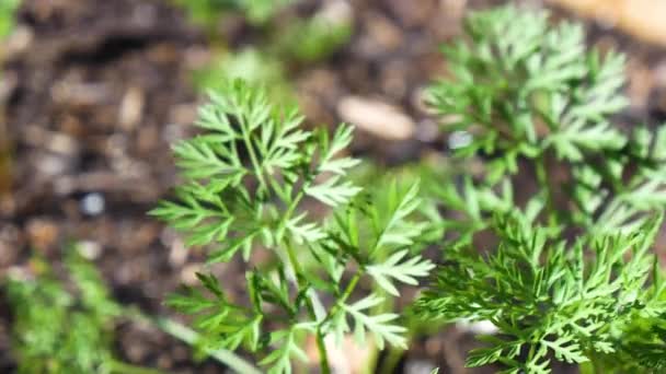 Hojas Zanahoria Jardín Soplando Viento — Vídeos de Stock