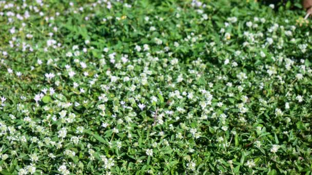 Brett Vinkel Skott Bin Vita Blommor Gräset — Stockvideo