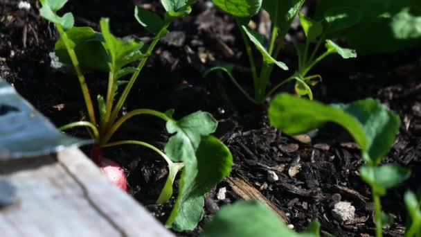Ραπάνια Που Αναπτύσσονται Ένα Μικρό Κήπο — Αρχείο Βίντεο
