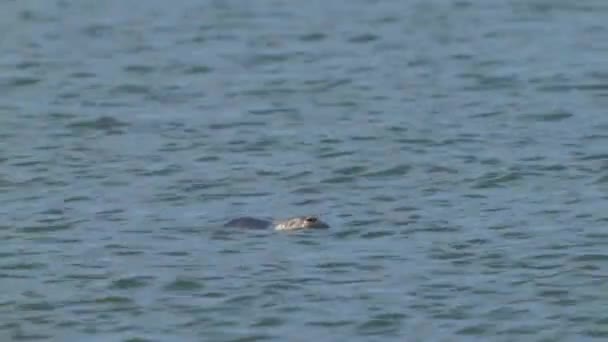Tracking Shot Common Seal Head Popping Out Sea Water Day — Stock Video