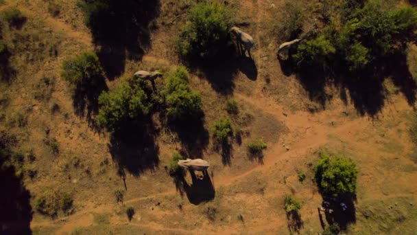 Vista Aerea Dall Alto Verso Basso Della Mandria Elefanti Tramonto — Video Stock