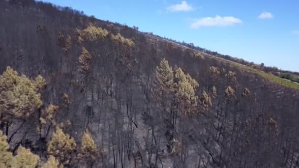阳光明媚的一天 森林失火后烧毁的山林 空中景观 — 图库视频影像