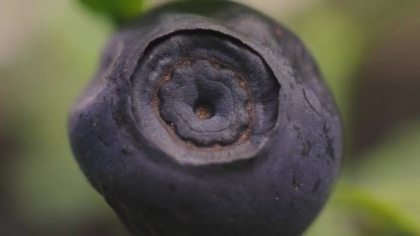 Čerstvé Zdravé Borůvkové Ovoce Odostřený Výstřel — Stock video