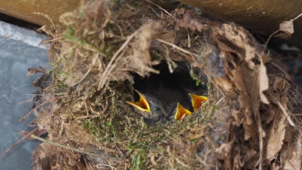 Птенцы Кукушки Cuculus Canorus Гнезде Кормящие Птиц — стоковое видео