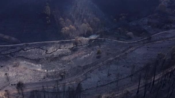 Vahşi Yangından Sonra Ormanda Yanmış Kömürleşmiş Ağaçlarla Birlikte Kıyamet Manzarası — Stok video