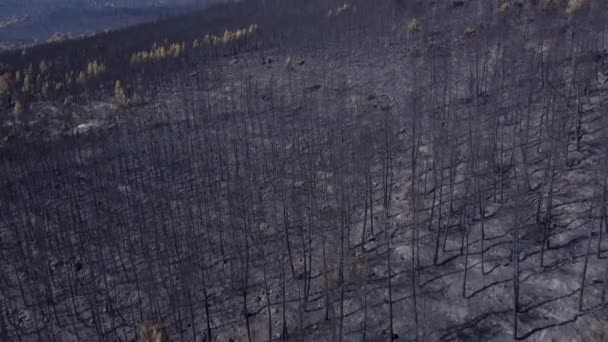 Árboles Carbonizados Ennegrecidos Terrenos Montañosos Destruidos Por Incendios Forestales Aéreos — Vídeo de stock