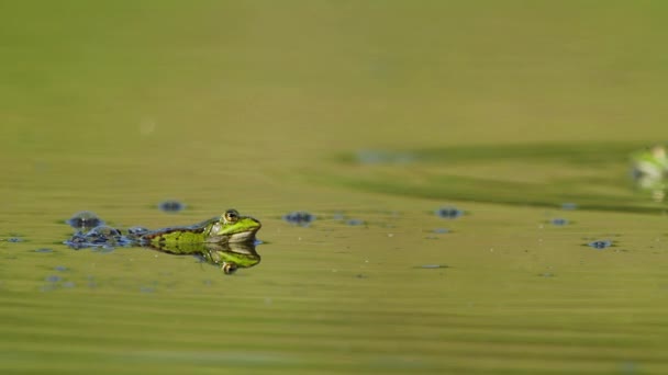 Une Grenouille Verte Dans Étang Focus Sélectif — Video