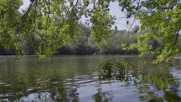 Naturlandschaft Mit Bäumen Neben Einem Fluss Statische Stativaufnahme — Stockvideo