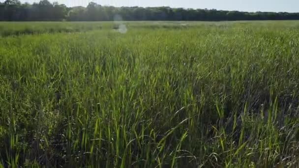 Καναδική Marshland Κατά Διάρκεια Του Καλοκαιριού Θέα Του Βάλτου Λιβάδια — Αρχείο Βίντεο