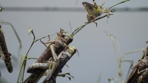 Close Shot Grasshoppers Having Aggressive Sex Grass Stalk Nature — Stockvideo