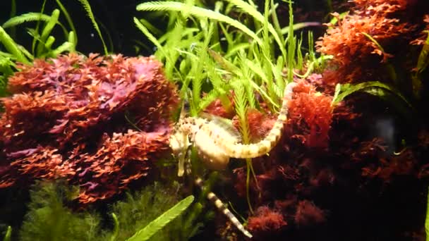 Close Shot Yellow Seahorse Diving Underwater Tropical Coral Plants — Stok video