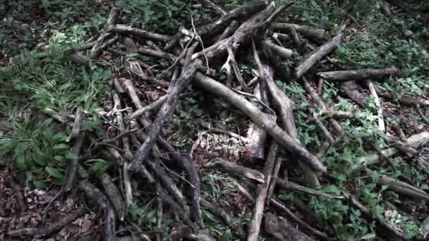 Pile Branches Falling Trees Collected Boy Scouts Scout Training — Stock video