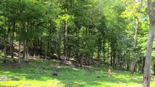 Small Deer Grazing Grassy Clearing Edge Forest Trees — Stockvideo