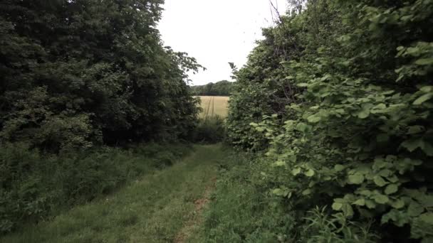 Natural Walk Path Forest Connecting Field — Stockvideo