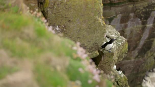 Slow Panning Shot Reveals Razorbill Alca Torda Rocky Ledge Sea — Vídeo de Stock