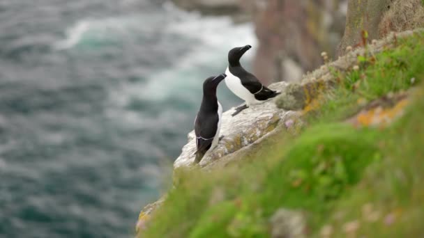 Pair Alert Seabirds Razorbills Alca Torda Sit Edge Cliff Each — 图库视频影像