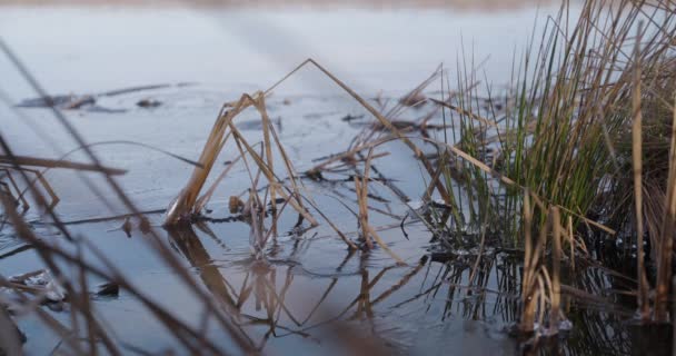 Foliage Frozen Lake Pennsylvania Calm Serene Shot Golden Hour — Stockvideo