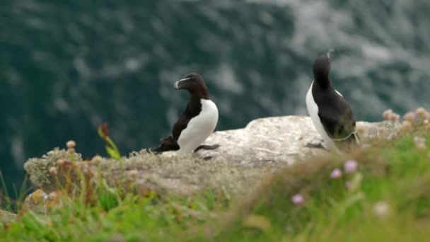 Pair Alert Razorbill Seabirds Alca Torda Sit Edge Thrift Covered — Video Stock