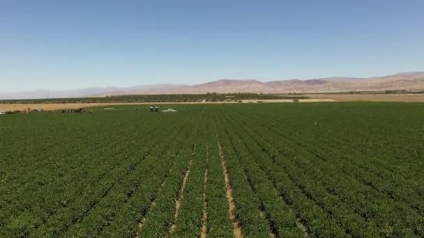 Luscious Green Fields Palm Spring Valley California Which Close Los — Video Stock