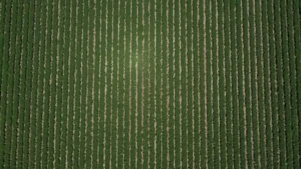 Drone Footage Shows Lush Green Field Palm Spring Valley California — Vídeos de Stock