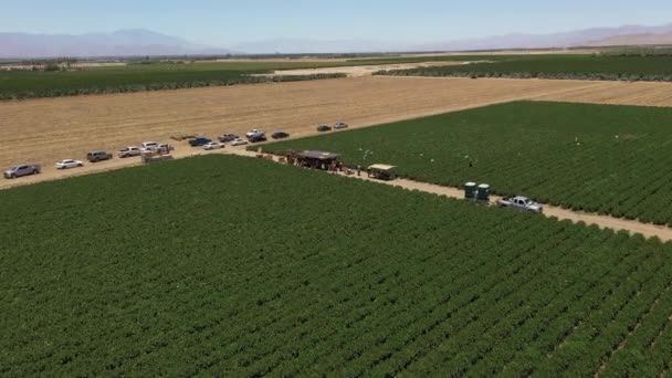 Drone Footage American Farmer Working Field Palm Spring Valley Los — Video Stock