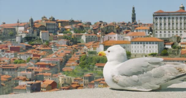 Relaxing Seagull Overlooking Old Town Porto Portugal Cinematic Summer Mediterranean — Stockvideo