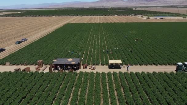 Farmers Seen Working Fields Palm Spring Valley California Los Angeles — Wideo stockowe