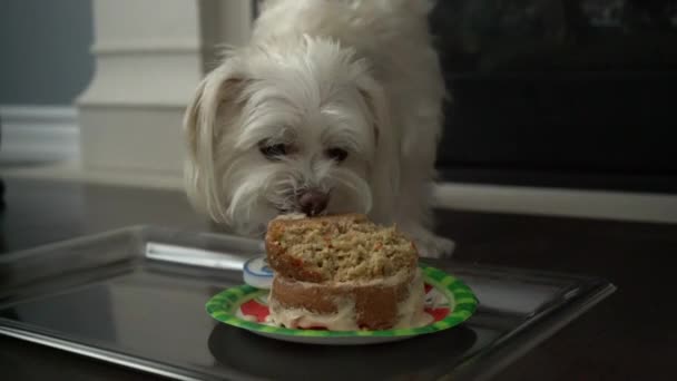 Small White Morkie Dog Breed Eating Dessert Cake Pet Birthday — Wideo stockowe