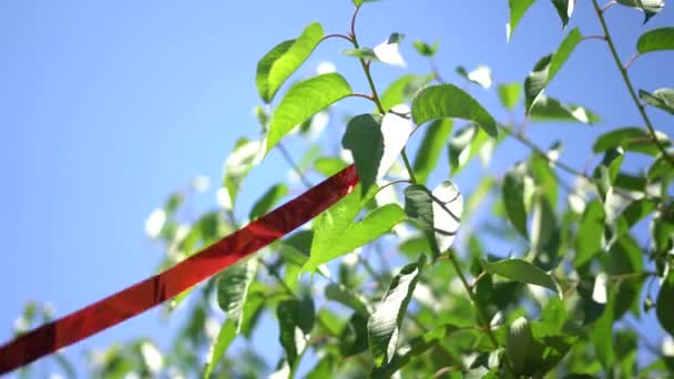 Bird Repellent Reflector Strip Fruit Tree Branch Prevent Animals — Vídeos de Stock