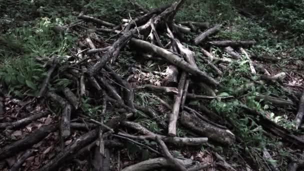 Pile Branches Falling Trees Collected Boy Scouts Scout Training — Stockvideo