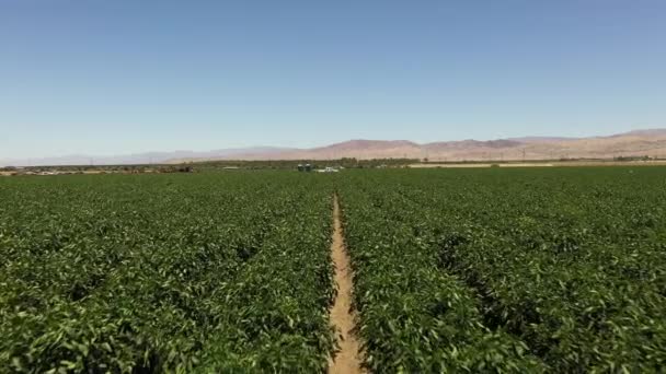 Horizontal Video Palm Springs California Los Angeles Mountains Background — Stock video