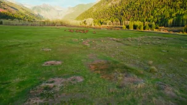 Drone Crash Dji Air Flying Open Summer Field Deer Grazing — Vídeo de stock