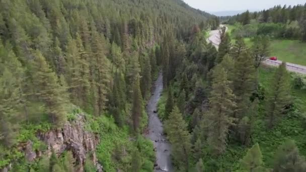 Drone Flies Creek Ravine Pine Trees Surround Creek — Video