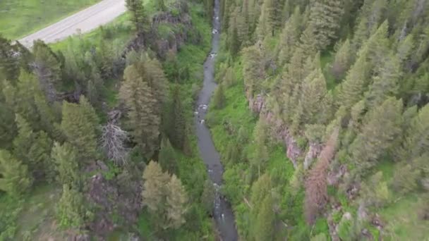 Drone Flying Ravine Next Road Mountains Pine Trees Cover Hills — Vídeo de stock