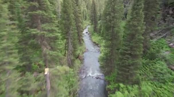 Drone Flies Creek Running Ravine Pine Trees Surround Both Sides — Stock video