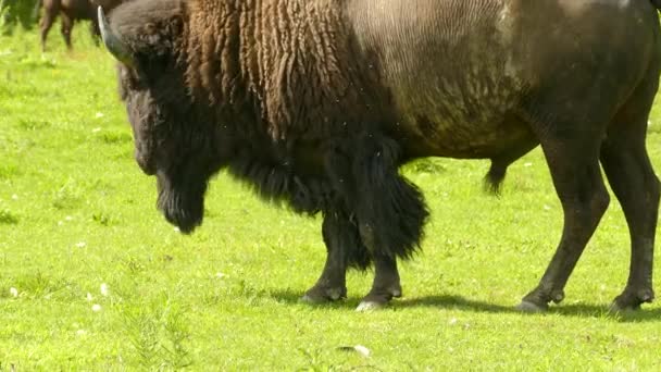 Male Bison Horns Grazing Grassland Walk Quebec Tracking Shot — Vídeos de Stock