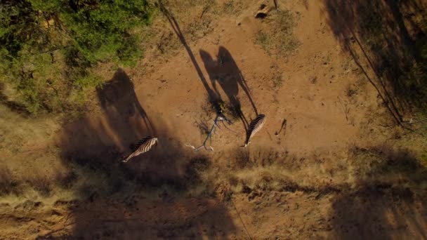 Wild Zebras Shadows African Bush Savanna Dirt Sunset Aerial — Stockvideo