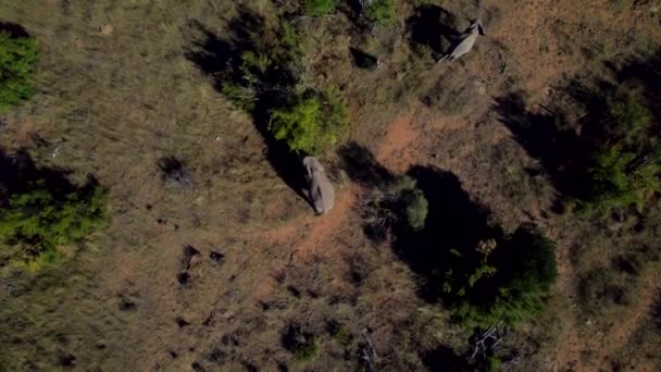 African Elephant Eating Savanna Bush Tree Wildlife Reserve Aerial — Video Stock