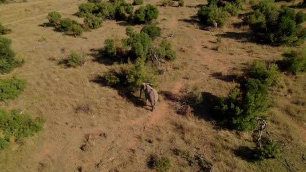 Large Elephant Feeding Tree South Africa Safari Reserve Sunset Aerial — Video Stock