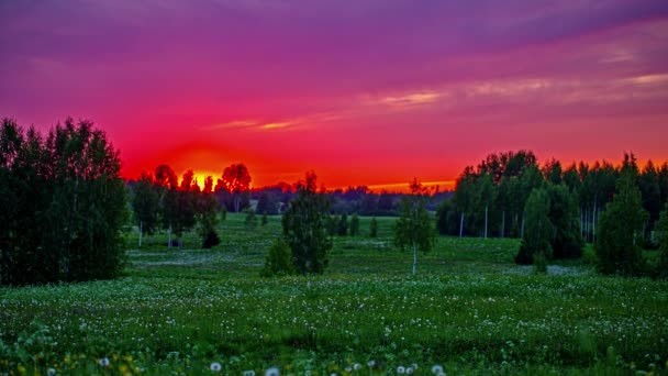 Vibrantly Colorful Sunset Forest Meadow Full Wildflowers Time Lapse — Stockvideo