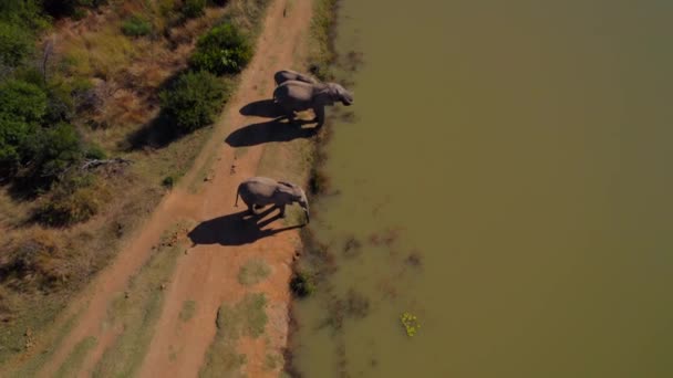 African Elephant Calf Group Drinking Savanna Bush Lake Aerial — Stockvideo