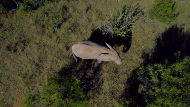 Large Wild African Elephant Feeding Green Savanna Grassland Aerial — Stock video