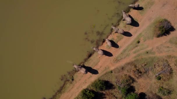 Αφρικανική Bush Elephant Herd Πόσιμο Στο Murky River Εναέρια Overhead — Αρχείο Βίντεο