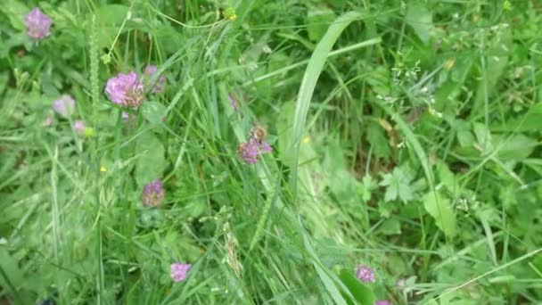 Pan Shot Bumblebee Pollinating Clover Flower Meadow — Vídeo de Stock