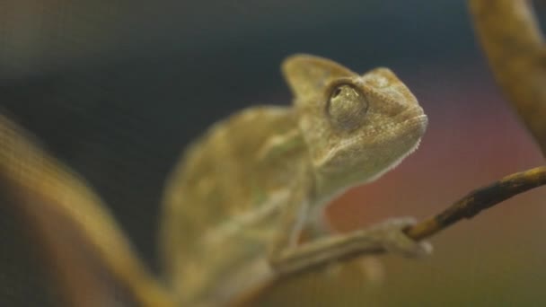 Closeup Light Brown Green Chameleon Lizard Crawling Twig — Vídeo de stock